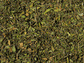 Nana Minze/ Spearmint geschnitten